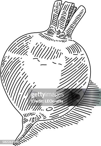 Beetroot Drawing Beetroot Drawing
