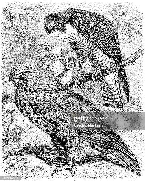 der wanderfalke (falco peregrinus) und der raubische bussard (buteo lagopus) - peregrine falcon stock-grafiken, -clipart, -cartoons und -symbole