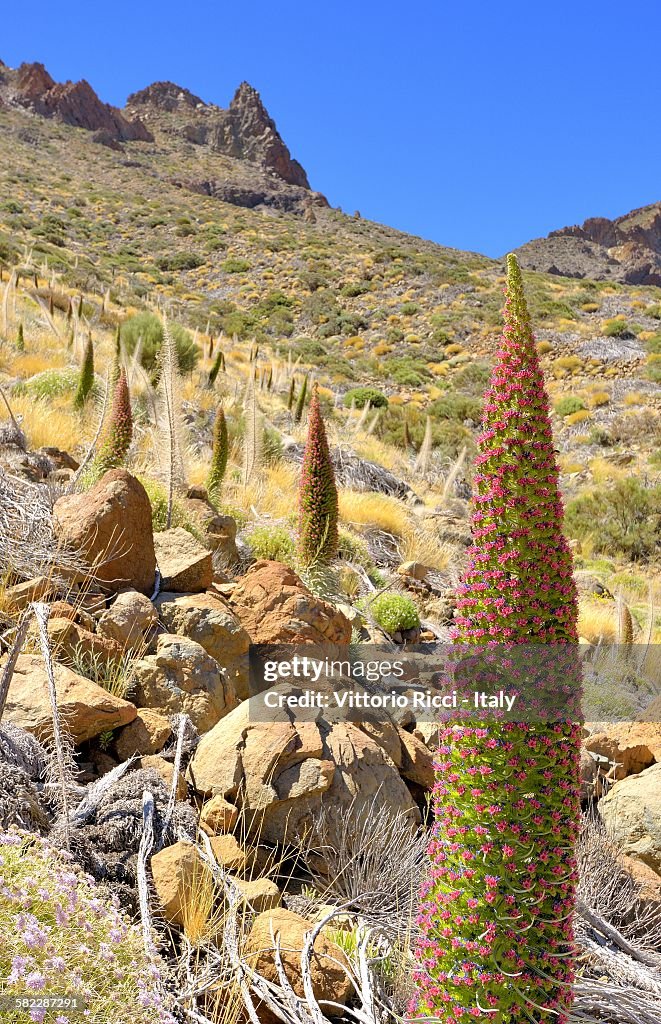 Viperina del Teide