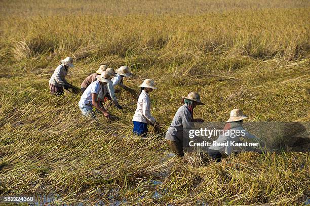 female farmers harvesting a crop of rice by hand in vietnam - comunismo fotografías e imágenes de stock