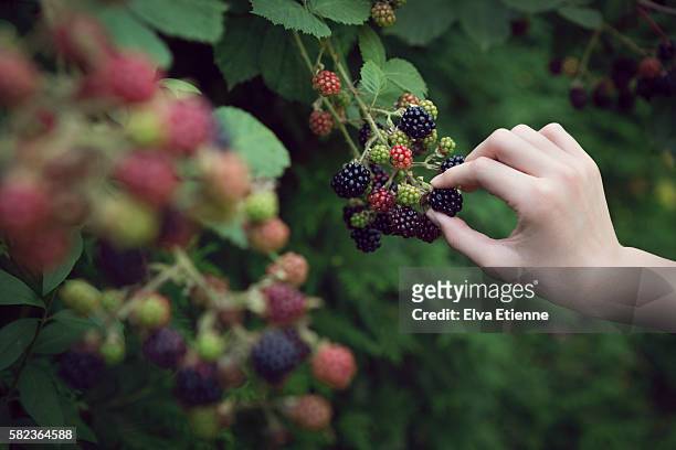 close up of child picking blackberries - blackberry ストックフォトと画像