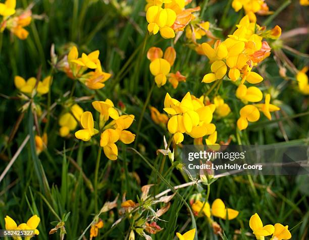 gorse flowers - lyn holly coorg stockfoto's en -beelden