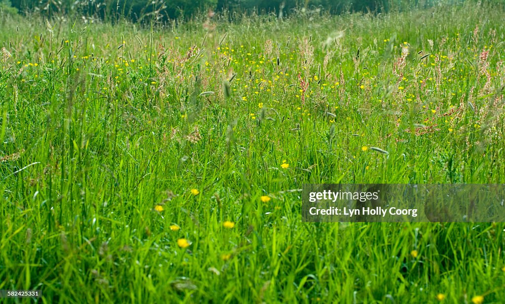 Green meadow grass and buttercups