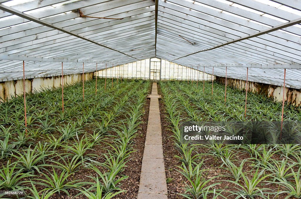 Arruda pineapple plantation