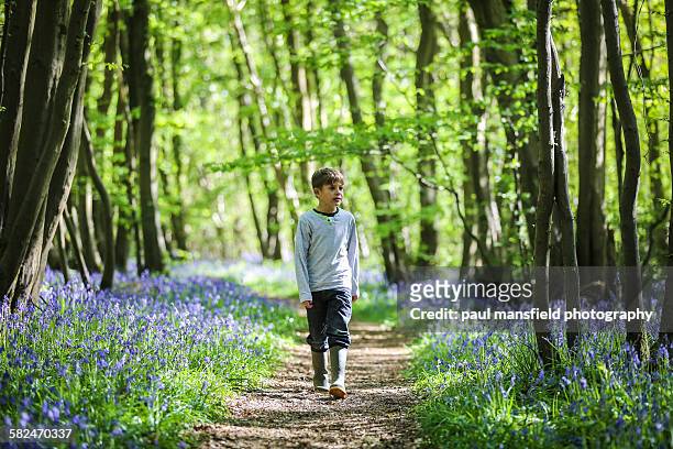 boy walking along path in bluebell wood - bluebell woods imagens e fotografias de stock