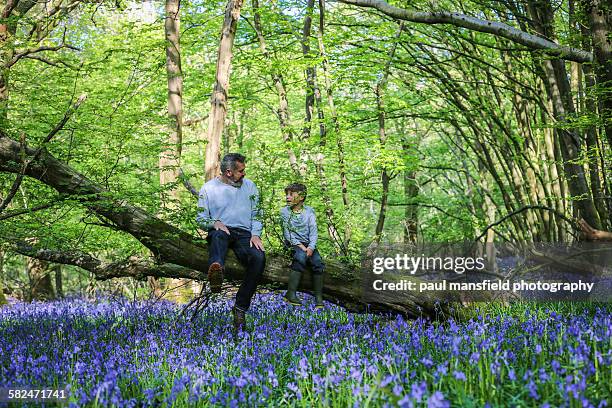 father and son sitting on tree in bluebell wood - bluebell wood fotografías e imágenes de stock