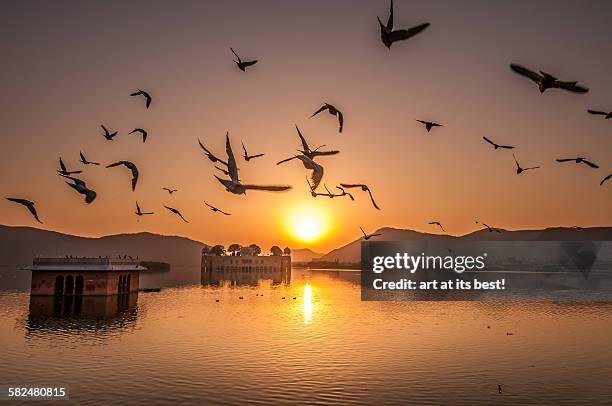birds flying over jai mahal at sunrise - udaipur palace stock-fotos und bilder