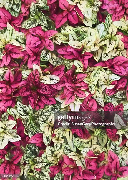 painterly magenta, white and green leaves - georgia okeeffe stockfoto's en -beelden