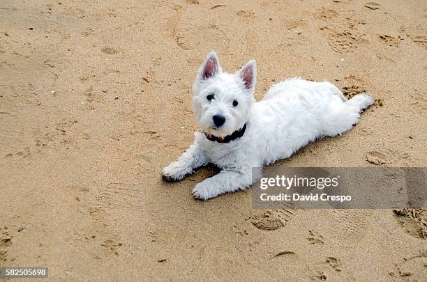 westie puppy - west highland white terrier stock pictures, royalty-free photos & images