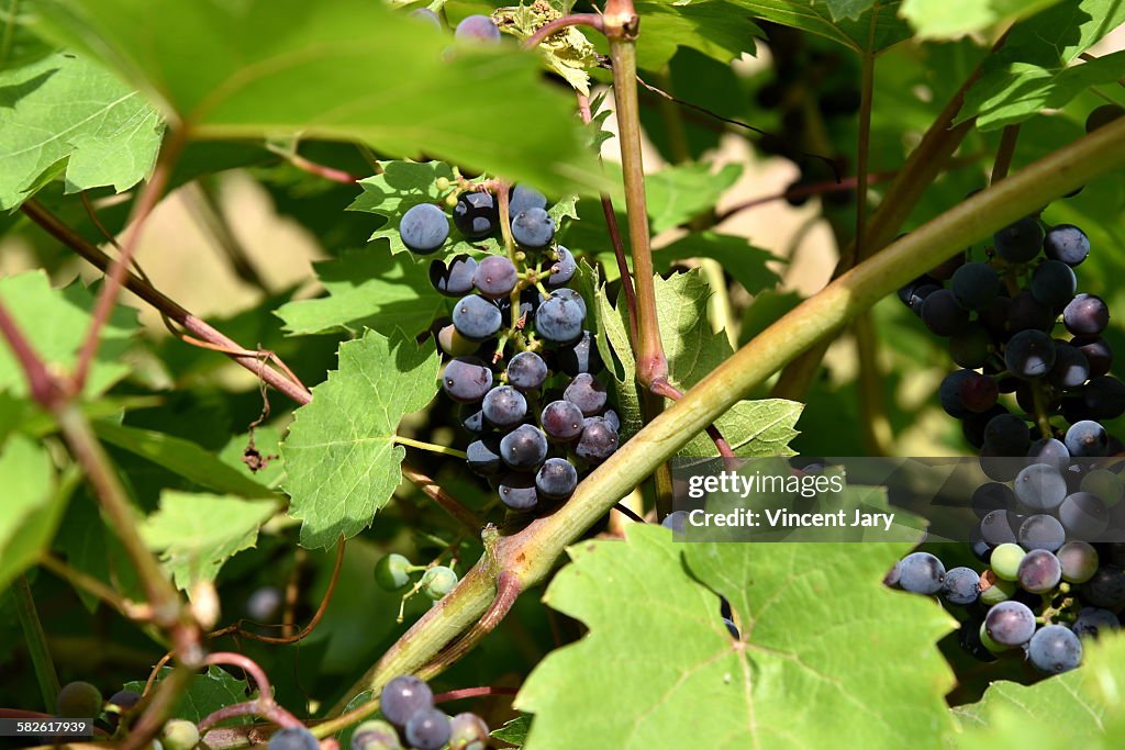 Red grape
