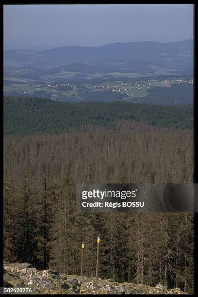 Acid rain damage in forests in Germany