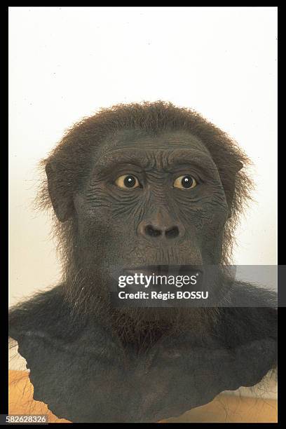 Reconstruction of an 'Australopithecus Afarensis' head 9 to 3.7 million years old.