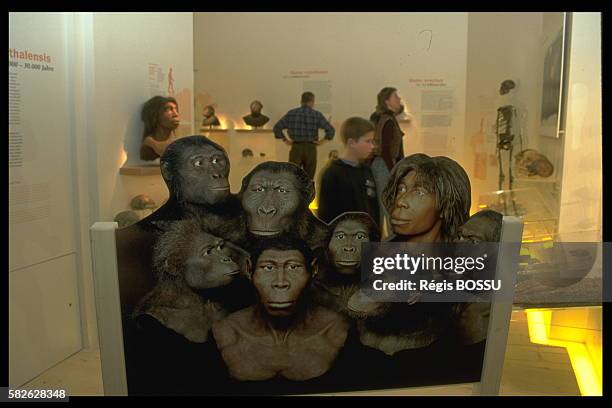 'Family photo' of the eight heads depicting the Australopithecus and Homo stages of evolution.