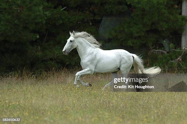 grey horse, florian - andalusian horse stock pictures, royalty-free photos & images