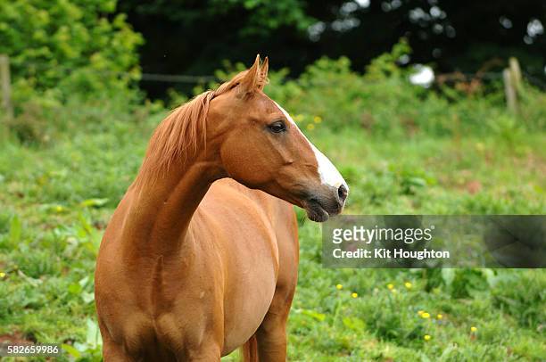 arab horse head study - cavalo imagens e fotografias de stock