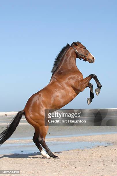 horse rearing - horse rearing up stockfoto's en -beelden