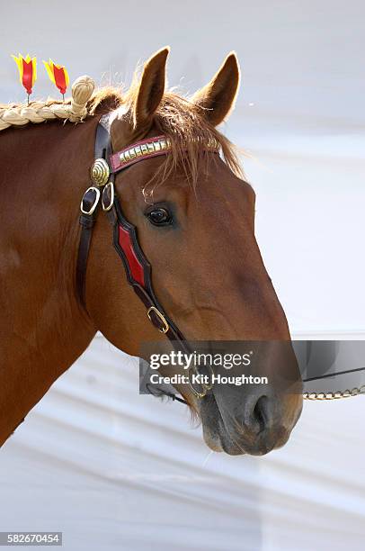 suffolk punch heavy horse head shot - zugpferd stock-fotos und bilder