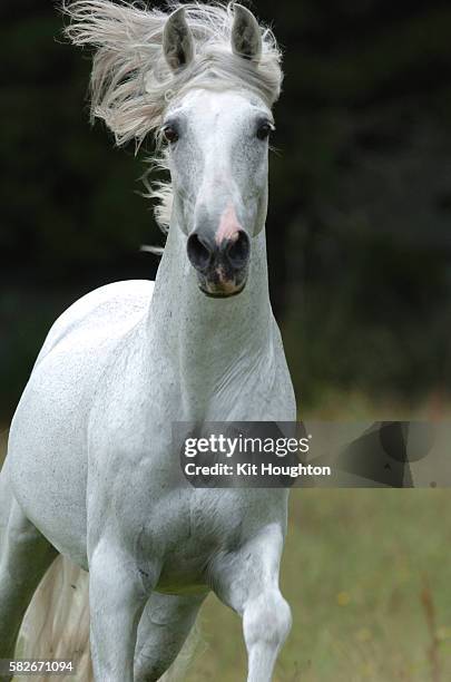 grey horse, florian - andalusian horse stock pictures, royalty-free photos & images