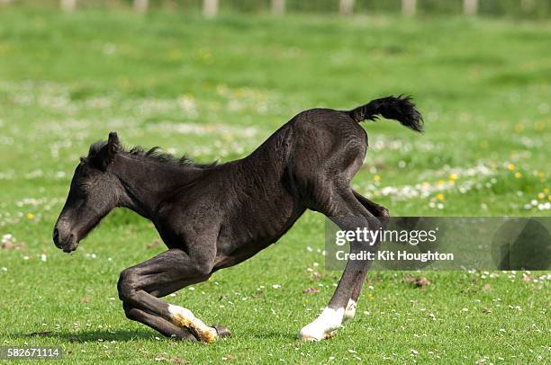 new born foal - foal stock pictures, royalty-free photos & images