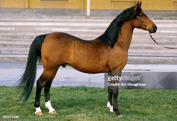 arab stallion - arabian horse fotografías e imágenes de stock