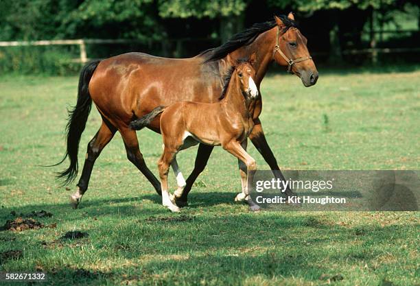 warmblood mare and foal cantering - stute stock-fotos und bilder