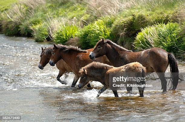 exmoor ponies - exmoor national park stockfoto's en -beelden