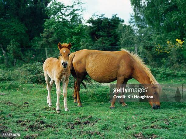 new forest mare and foal - foal stock pictures, royalty-free photos & images