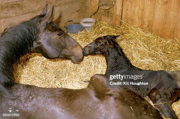 new born foal with dam - mare stock pictures, royalty-free photos & images