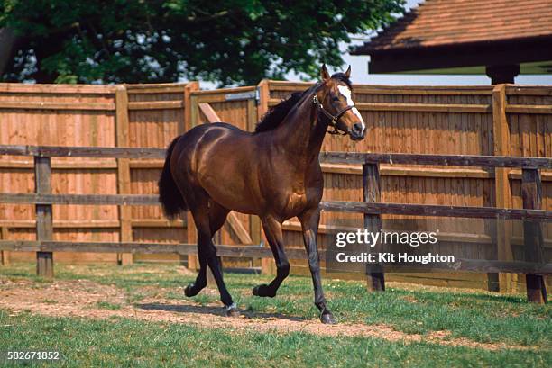 "mtoto" at ashton upthorpe stud farm - caballo de pura raza fotografías e imágenes de stock