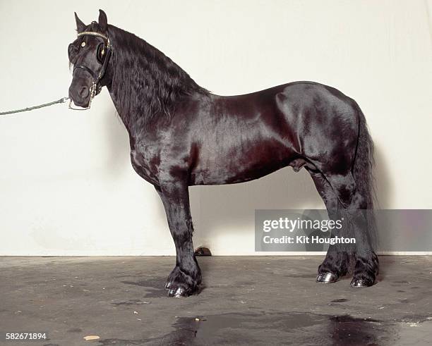 black friesian horse - friesian horse stock pictures, royalty-free photos & images
