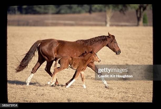 mangalarga mare and foal - manga larga stock-fotos und bilder