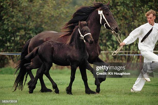 friesian horse and foal - friesian horse stock-fotos und bilder