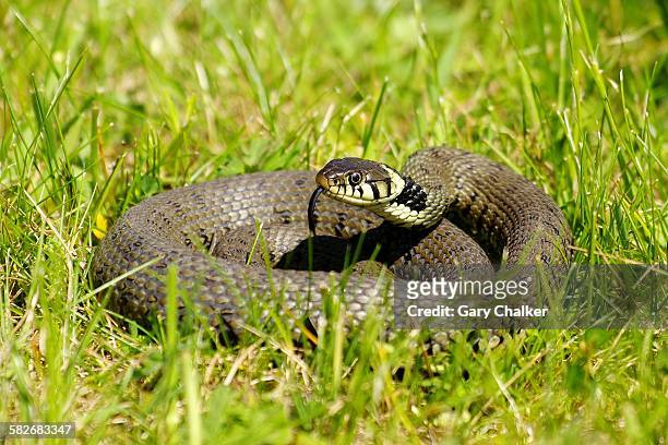 grass snake [natrix natrix] - grass snake stock pictures, royalty-free photos & images