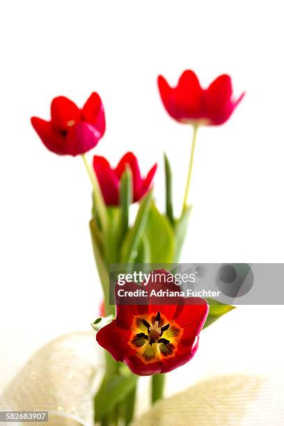 tulips - lily flowered tulip stockfoto's en -beelden