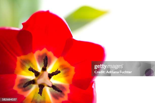 red tulips - lily flowered tulip stockfoto's en -beelden