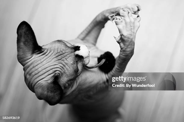 sphynx cat catching a toy mouse with paws - hairless mouse stock pictures, royalty-free photos & images
