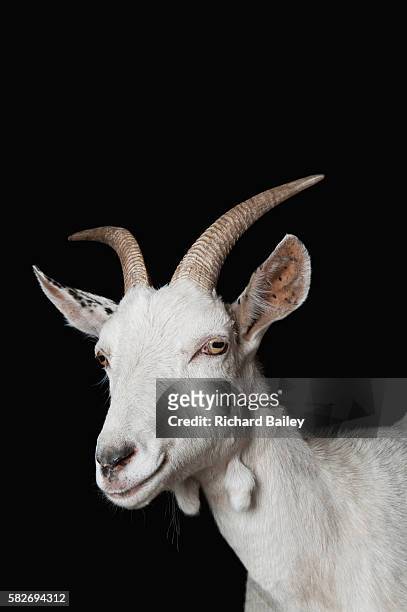 saanen goat - 山羊 個照片及圖片檔