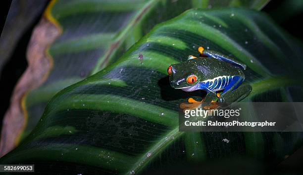 red eyes frog - monteverde cloud forest reserve stock pictures, royalty-free photos & images