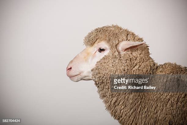 merino ewe - empty face female foto e immagini stock