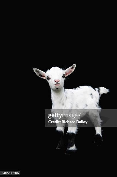 nigerian dwarf kid goat - kitz stock-fotos und bilder