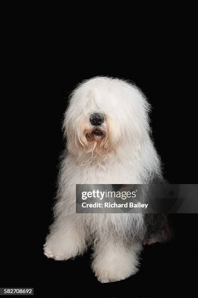 old english sheepdog - old english sheepdog stock pictures, royalty-free photos & images