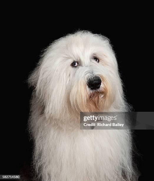 old english sheepdog - old english sheepdog stock pictures, royalty-free photos & images