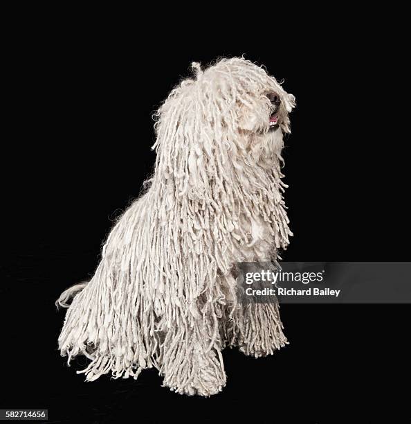 puli dog - puli dog stock pictures, royalty-free photos & images
