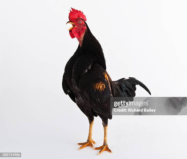 part dutch bantam - rooster stock pictures, royalty-free photos & images