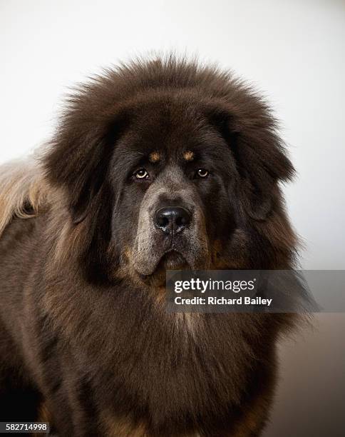 tibetan mastiff - tibetan mastiff imagens e fotografias de stock