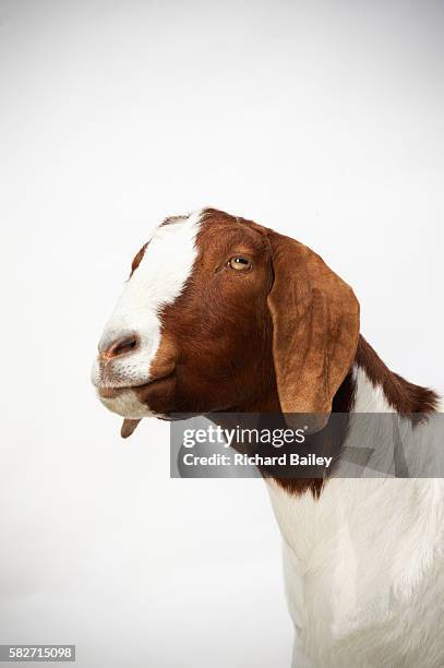 boer goat - goats stock pictures, royalty-free photos & images