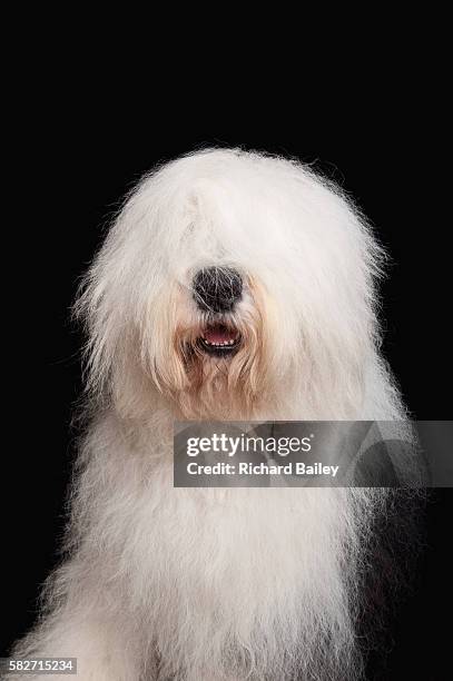 old english sheepdog - shaggy fur stock-fotos und bilder