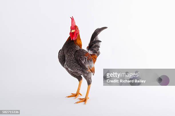 part dutch bantam - chicken on white stockfoto's en -beelden