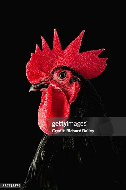 black austrolop cockerel - rooster stock pictures, royalty-free photos & images