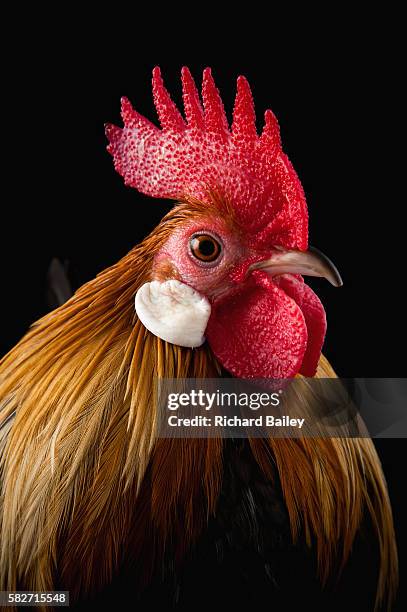 blue part dutch cockerel - roosters stock pictures, royalty-free photos & images